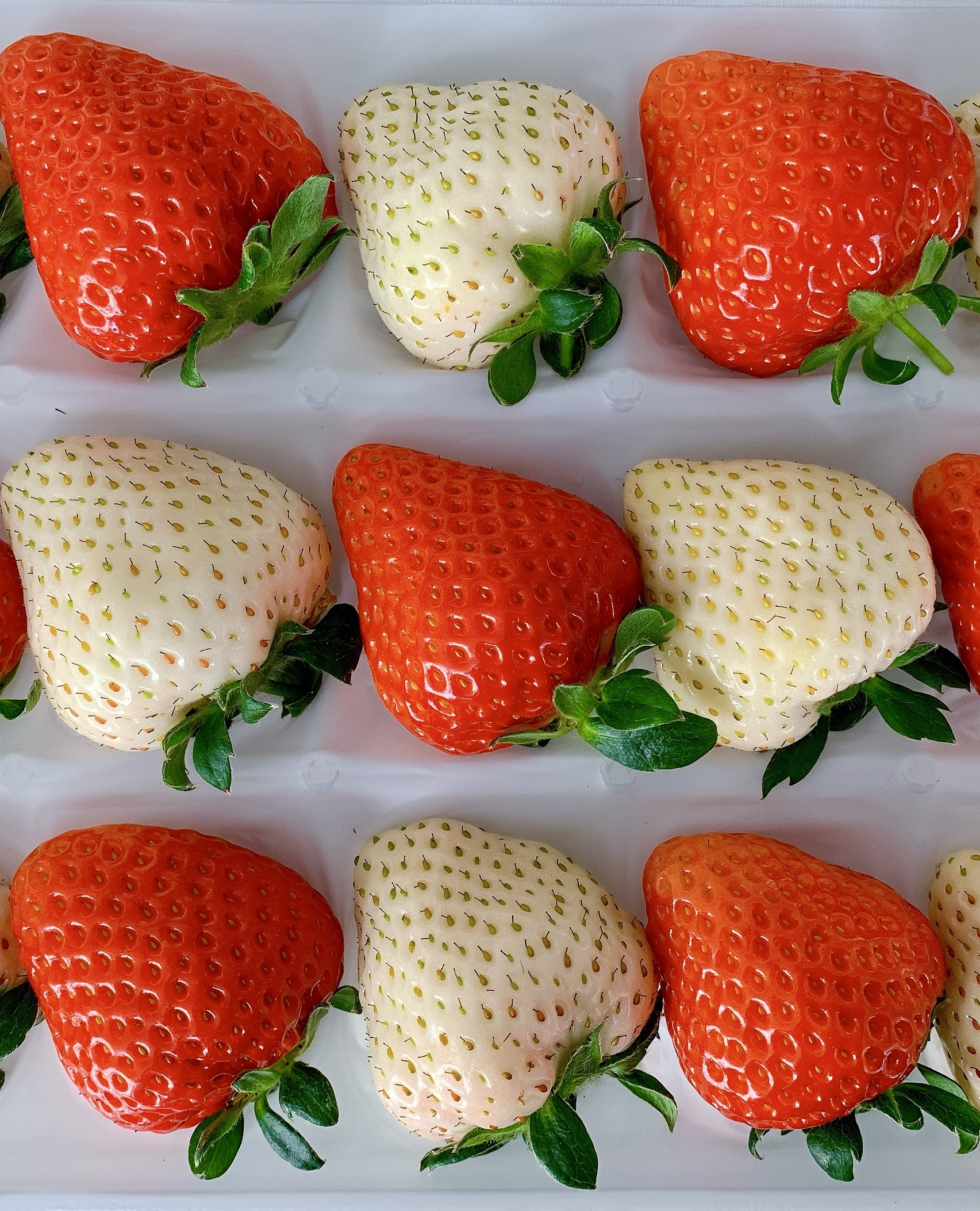 子供とお出かけ情報「いこーよ」